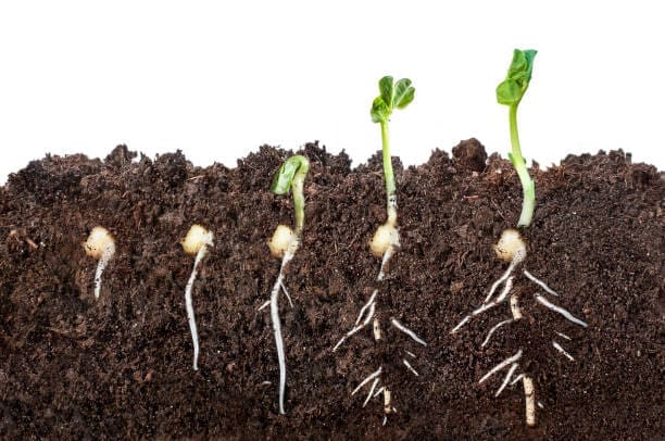 Germinación de semillas
