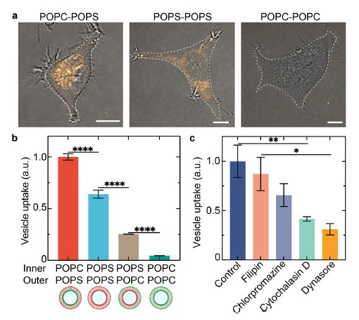 Cellular uptake
