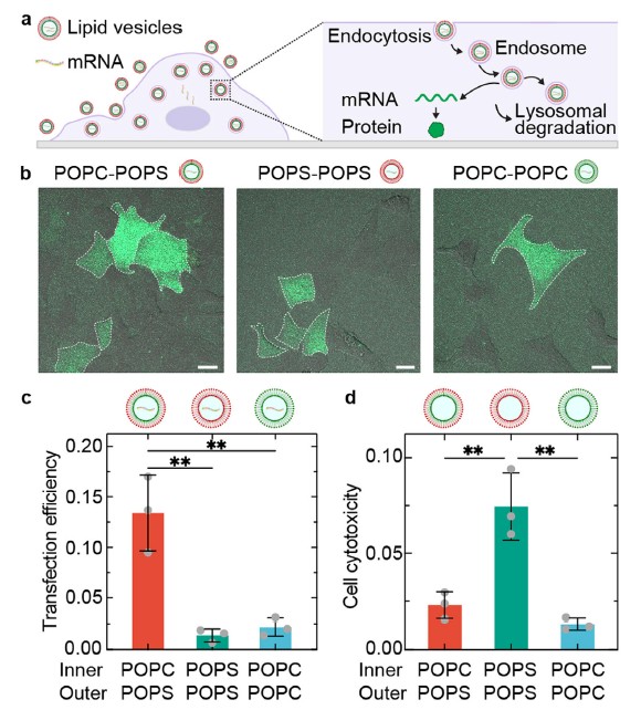 mRNA transfection